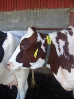 kráva detail