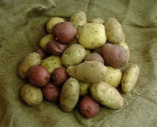 podzimni a jarni brambor
